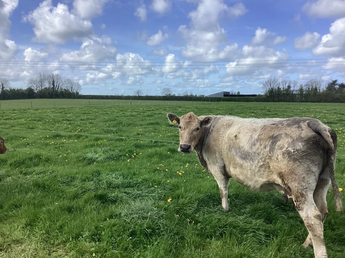 2 suckling cows with calf at foot - Image 2