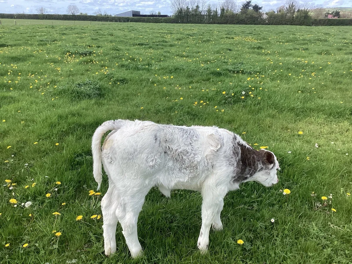 2 suckling cows with calf at foot - Image 3