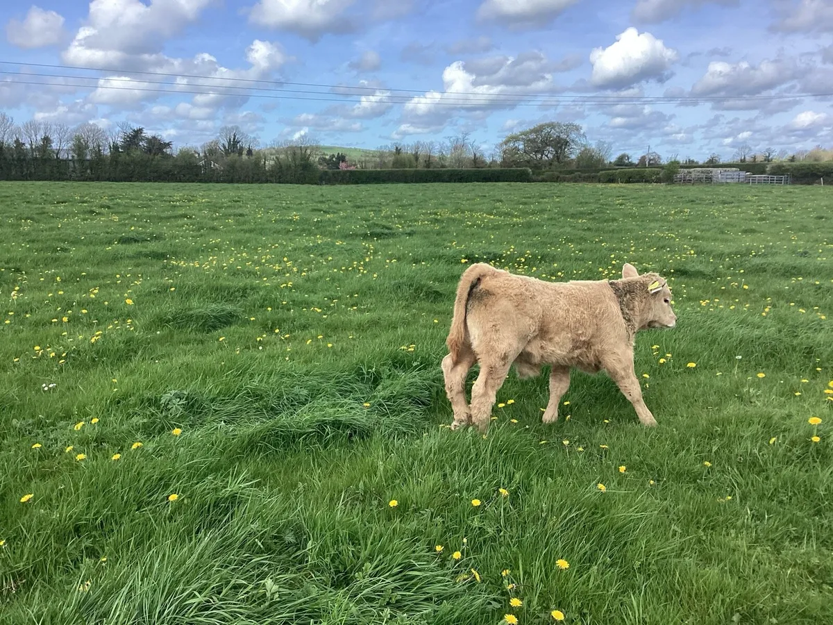 2 suckling cows with calf at foot - Image 4