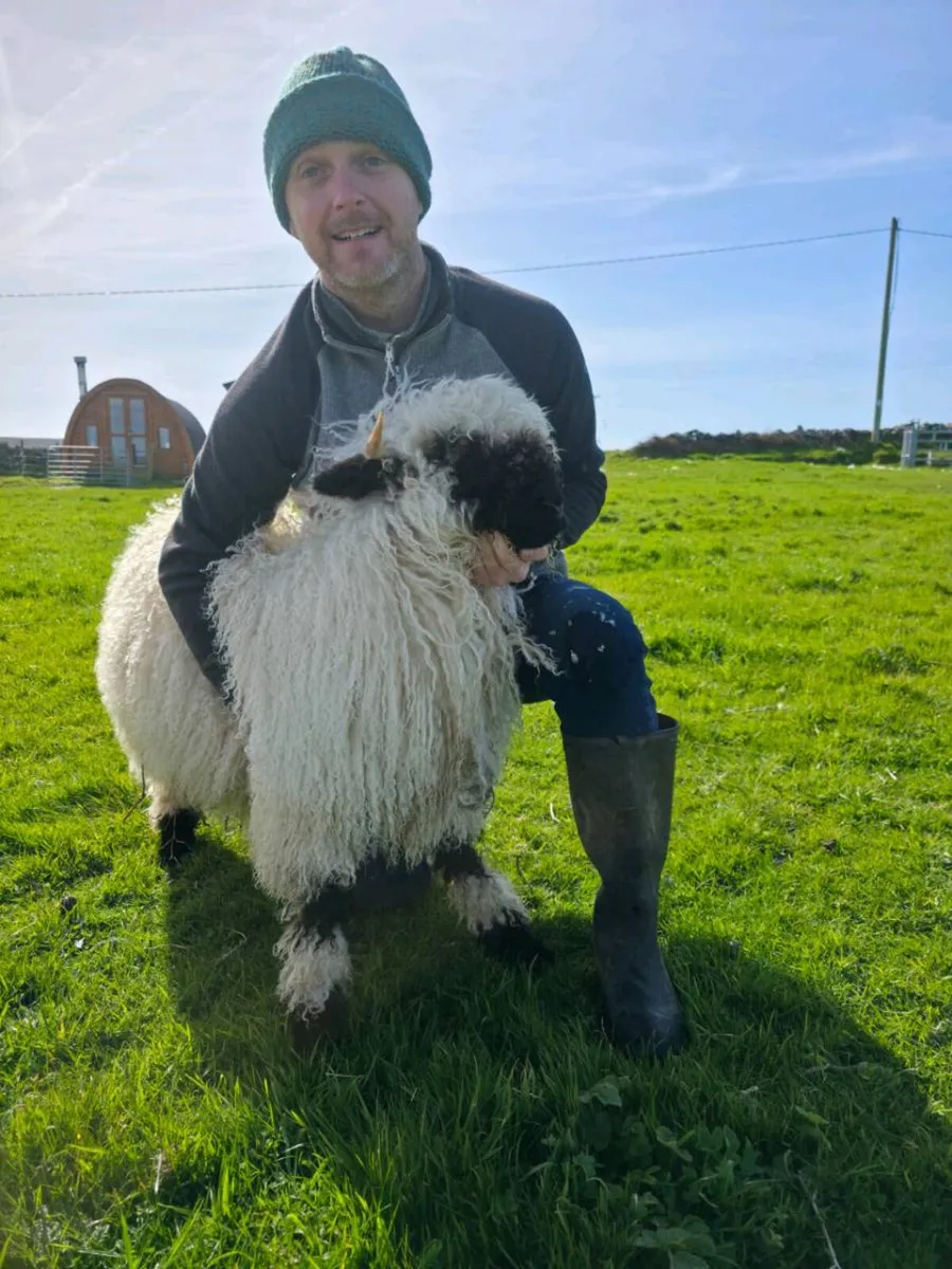 Valais Blacknose Ewe Lamb - Image 1