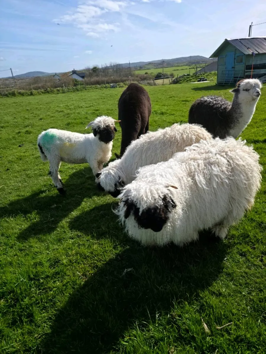 Valais Blacknose Ewe Lamb - Image 3