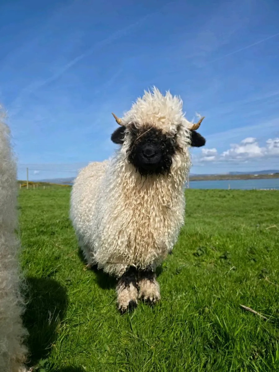 Valais Blacknose Ewe Lamb - Image 4