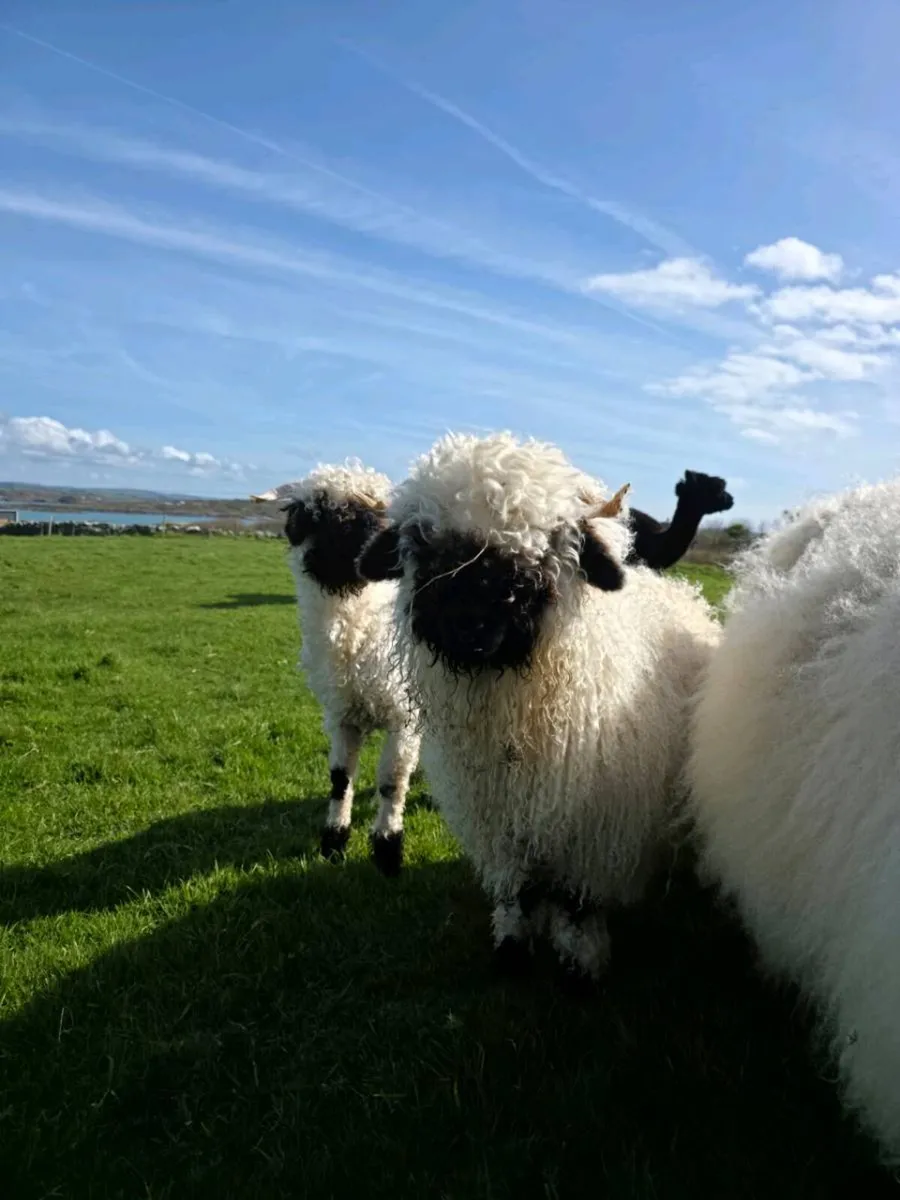 Valais Blacknose Ewe Lamb - Image 2