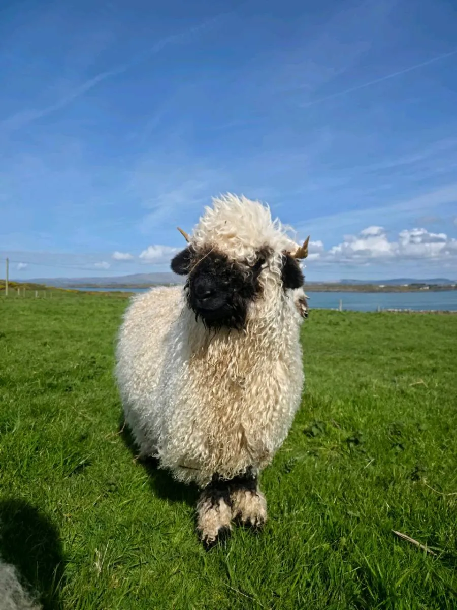 Valais Blacknose Ewe Lamb - Image 1