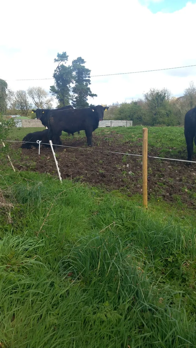 Pbr Angus bulls - Image 1