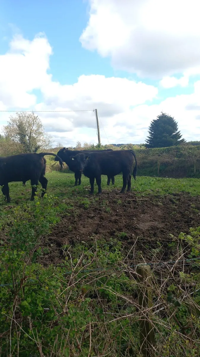 Pbr Angus bulls - Image 2