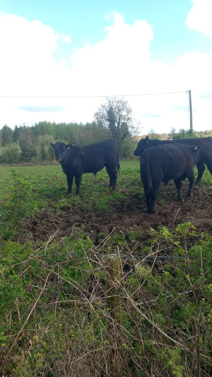 Pbr Angus bulls - Image 3