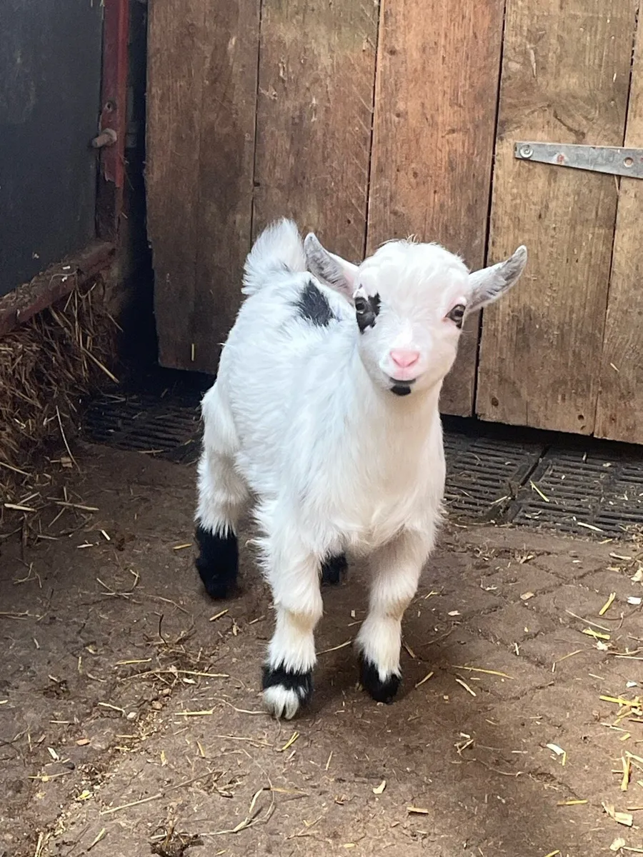 Selection of Pygmy Goats - Image 2