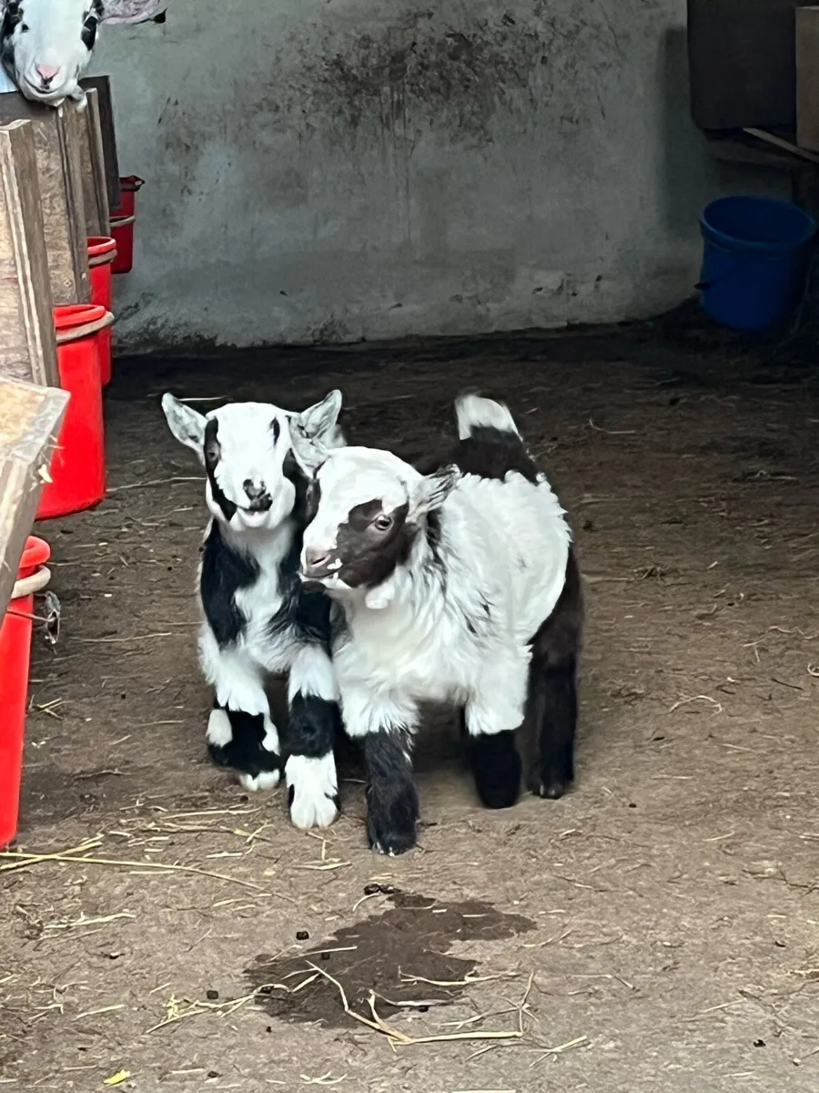 Selection of Pygmy Goats - Image 3