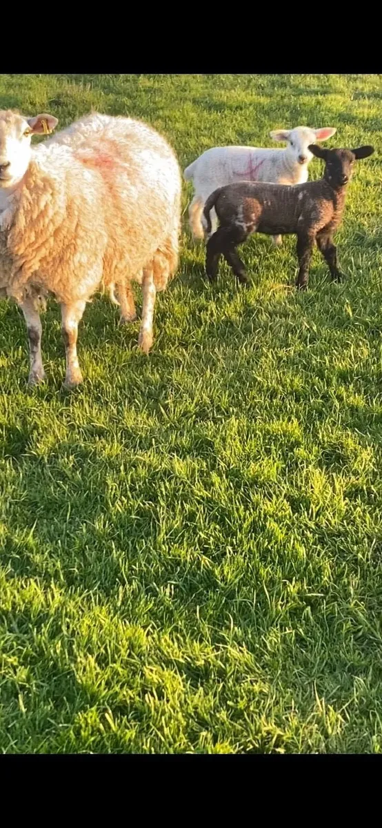 Flock reduction sale - Image 1