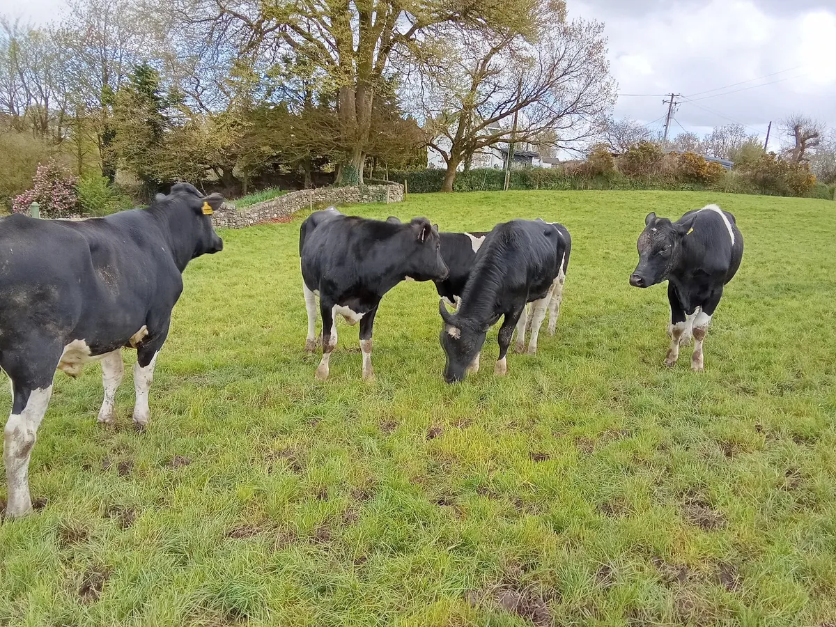 Friesian bulls - Image 1