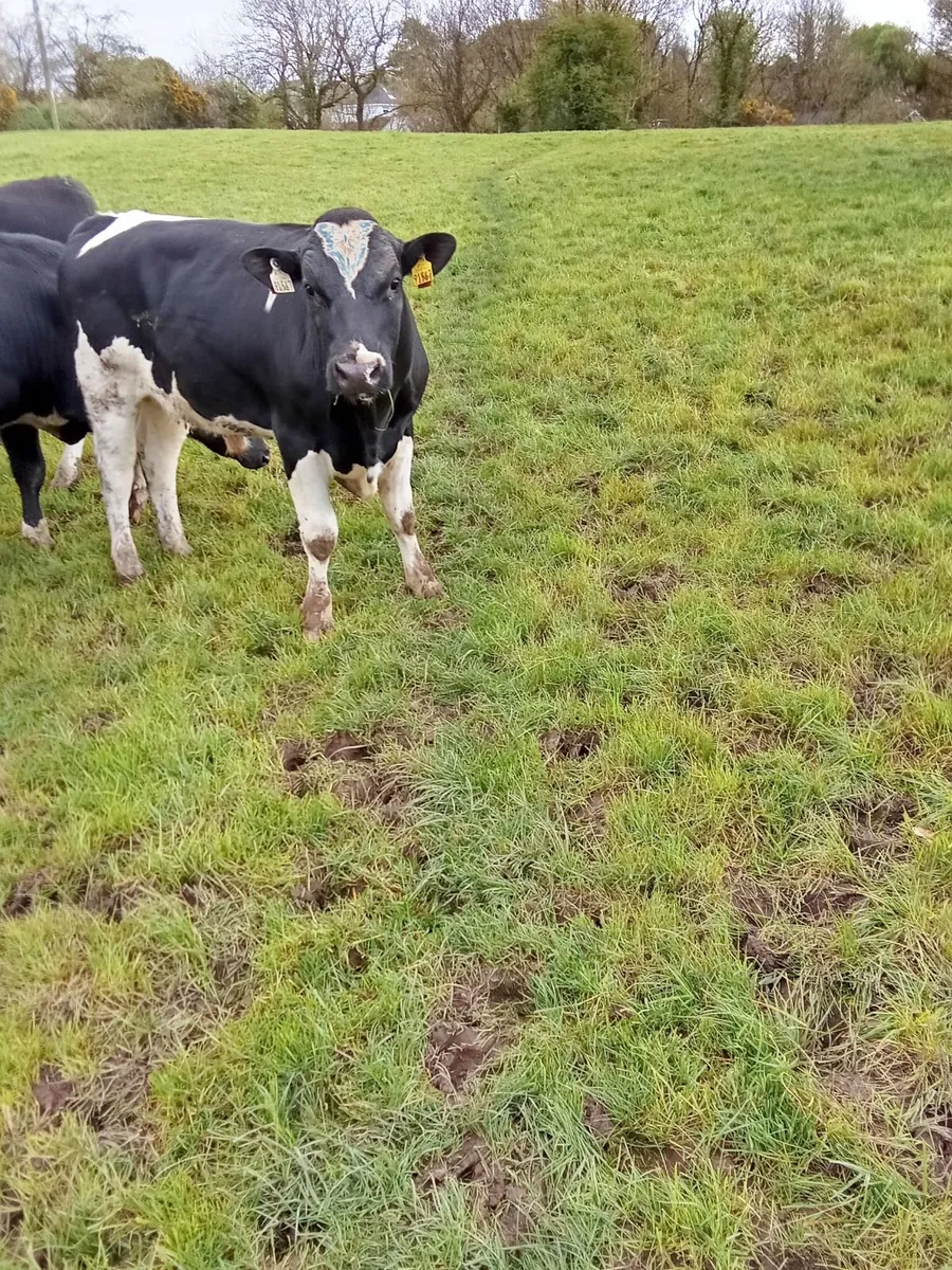 Friesian bulls - Image 2