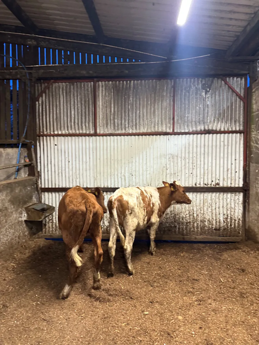 Danish red heifers - Image 4