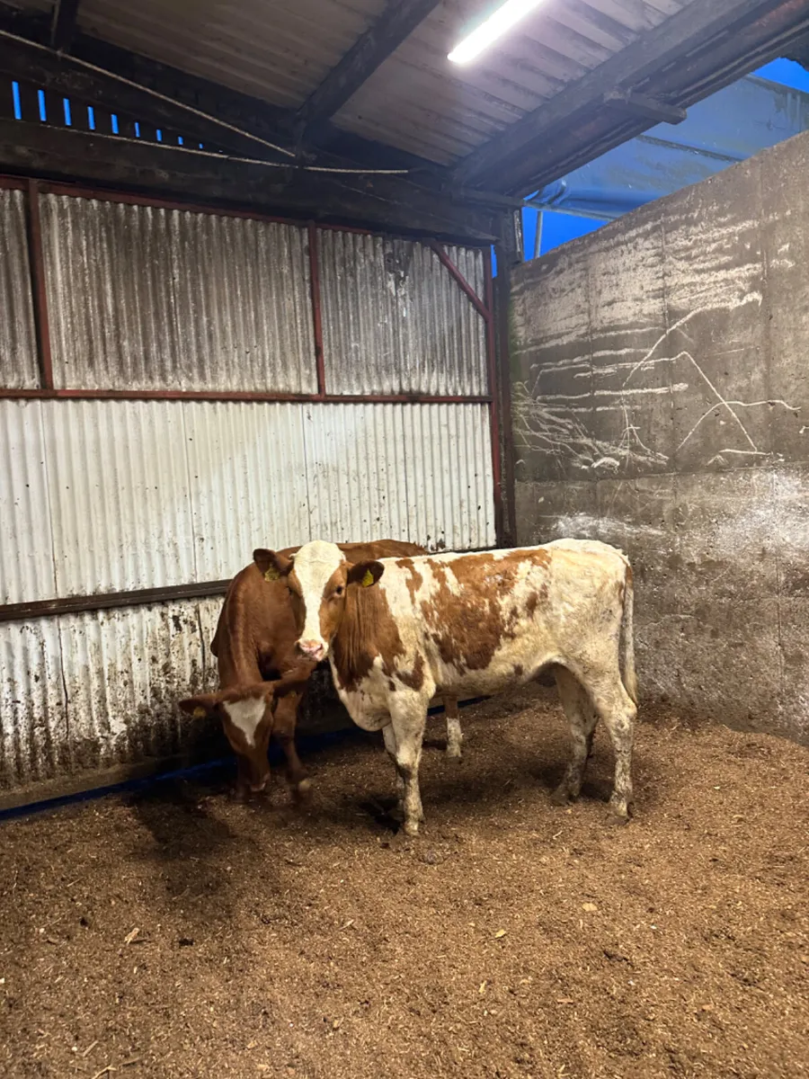 Danish red heifers - Image 2