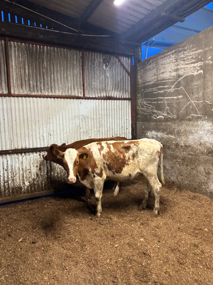 Danish red heifers - Image 3