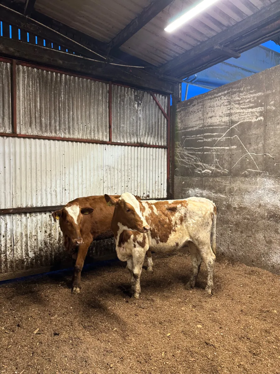 Danish red heifers - Image 1