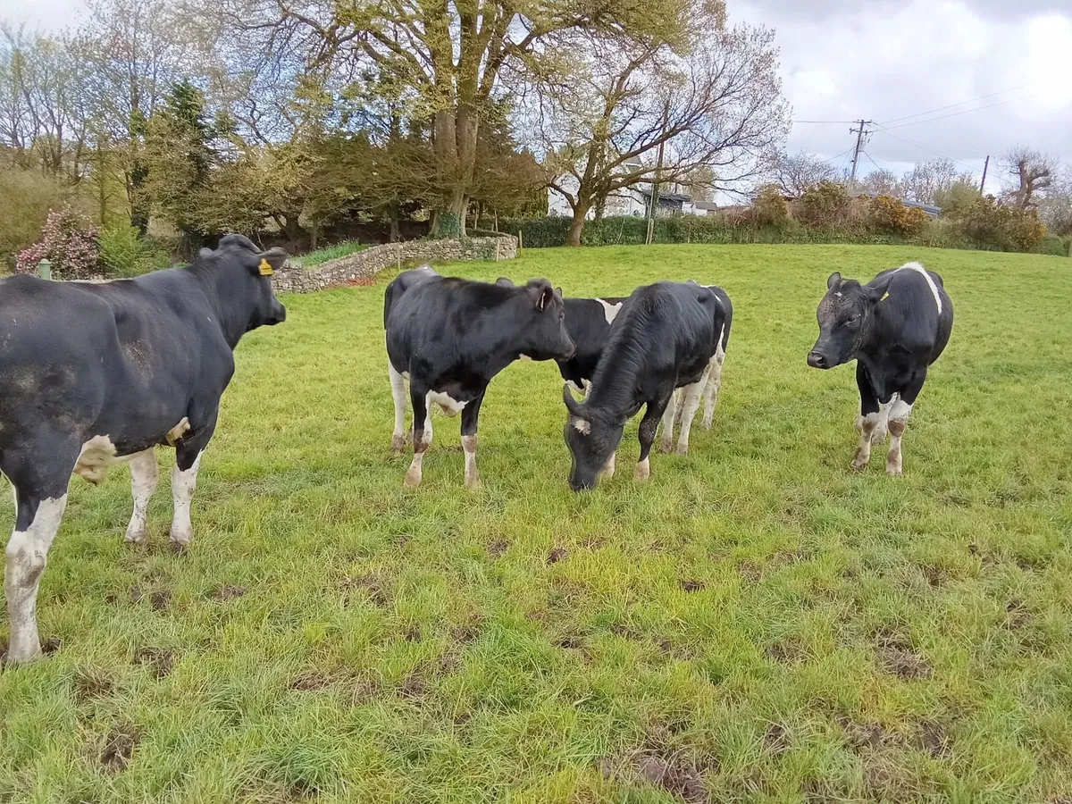 Friesian bulls - Image 4