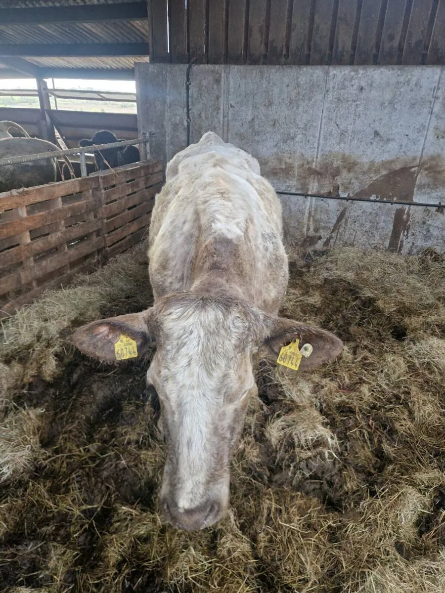 Foster cow - Image 2