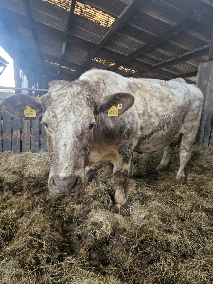 Foster cow - Image 3