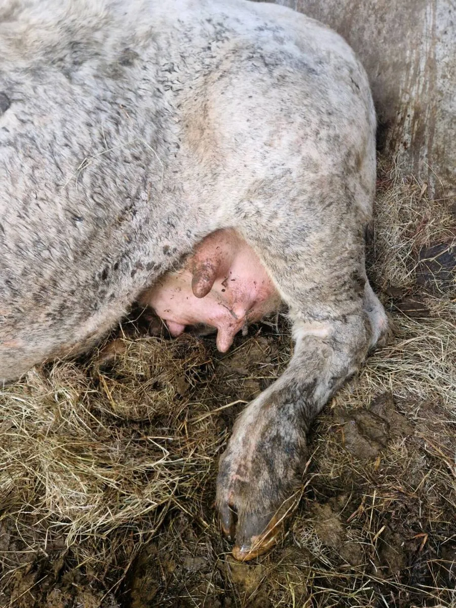 Foster cow - Image 1