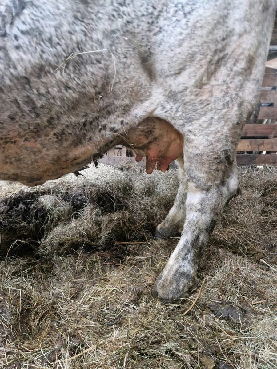 Foster cow - Image 4