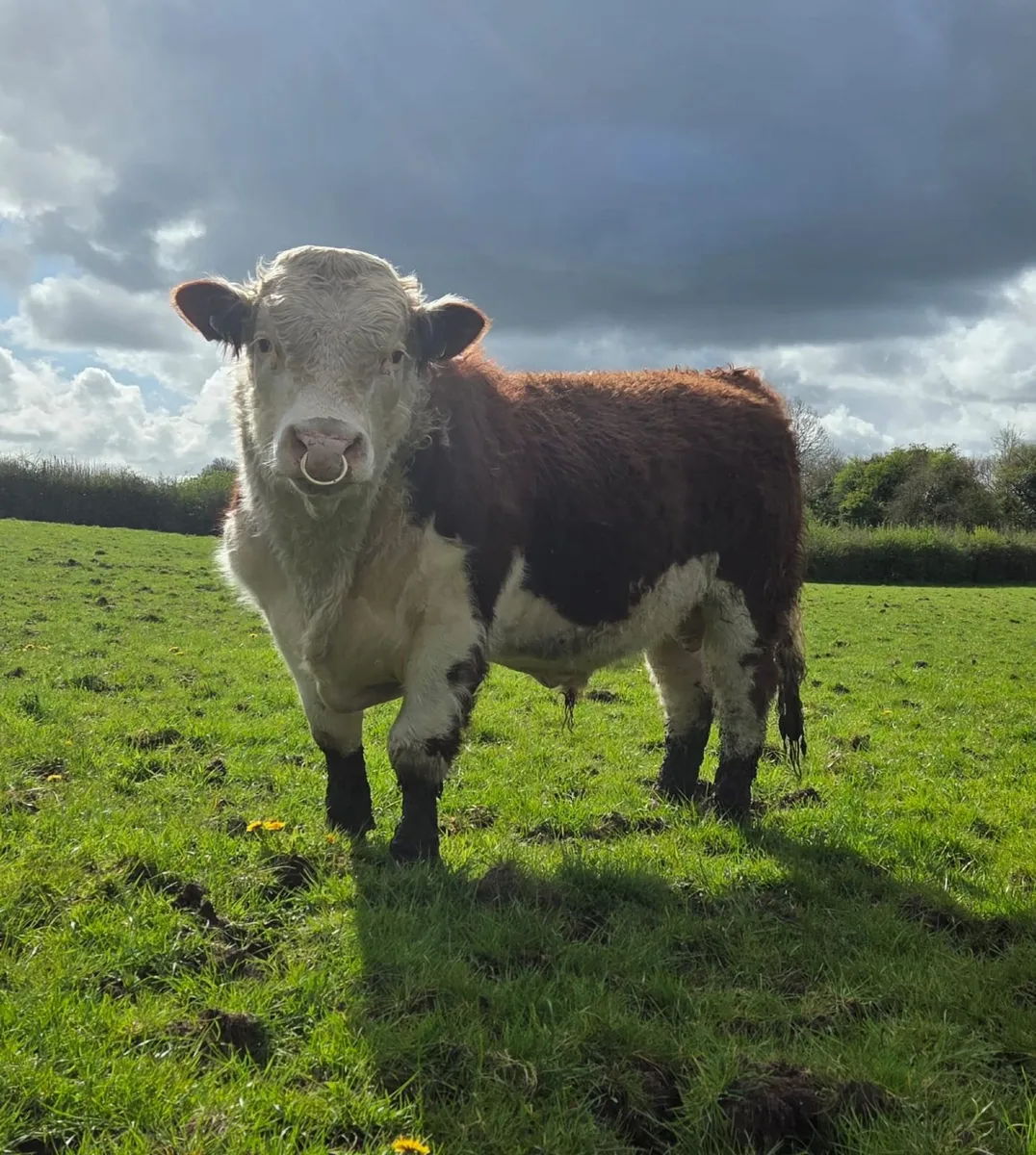 Pedigree Registered Hereford Bull - Image 2