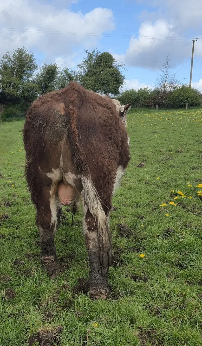 Pedigree Registered Hereford Bull - Image 3