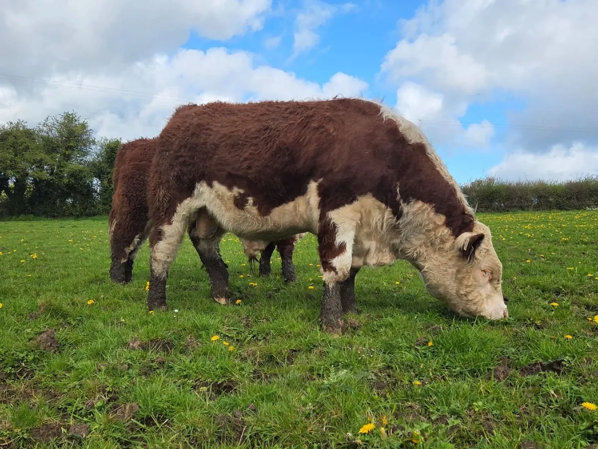 Pedigree Registered Hereford Bull - Image 1