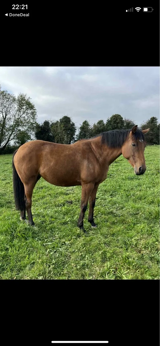 5 yr old Thoroughbred Mare - Image 4