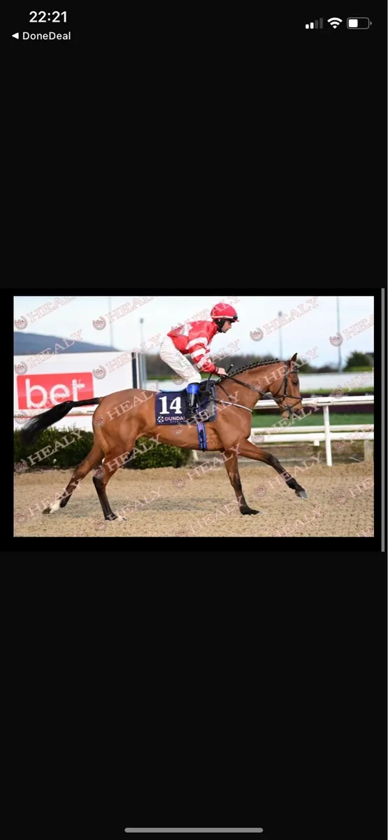 5 yr old Thoroughbred Mare - Image 1