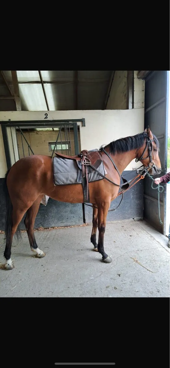 5 yr old Thoroughbred Mare - Image 3