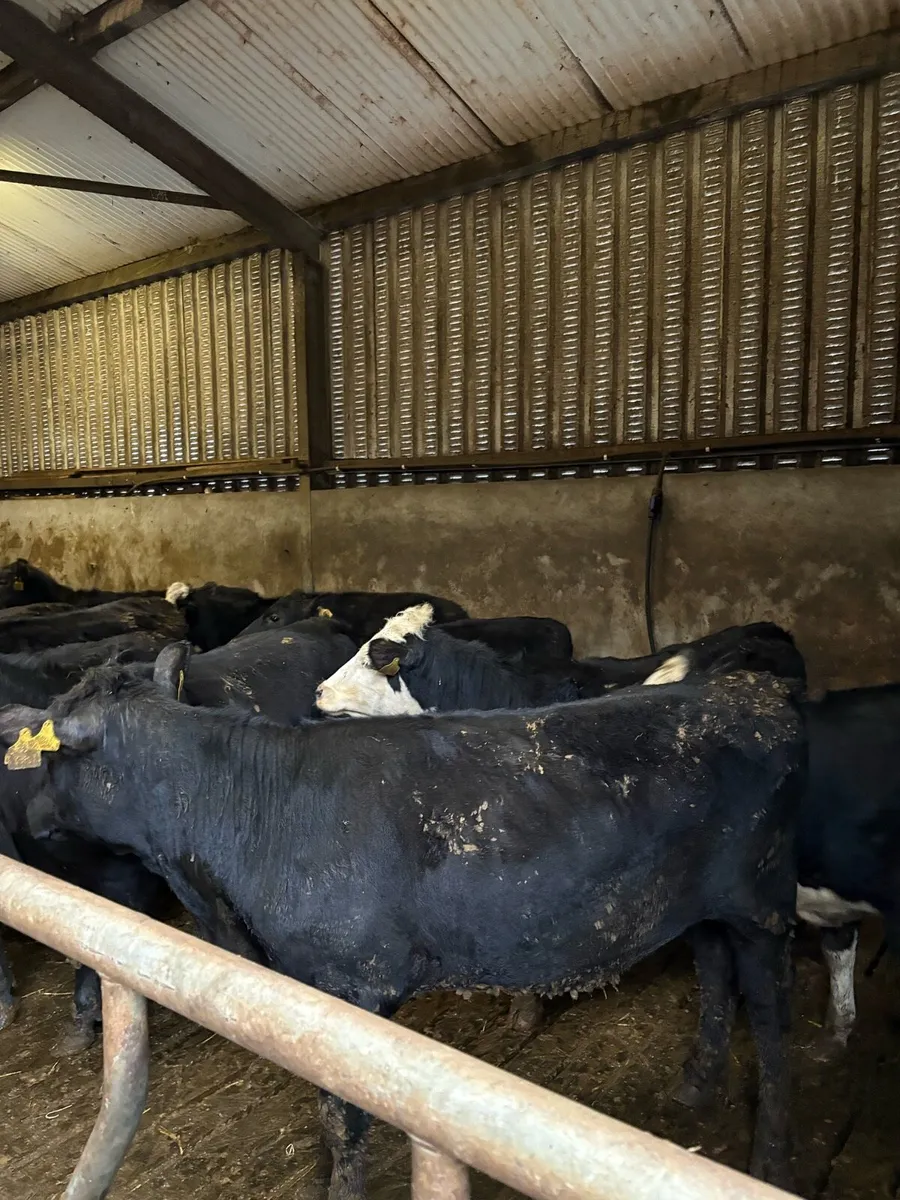 Angus and Hereford Heifers - Image 1
