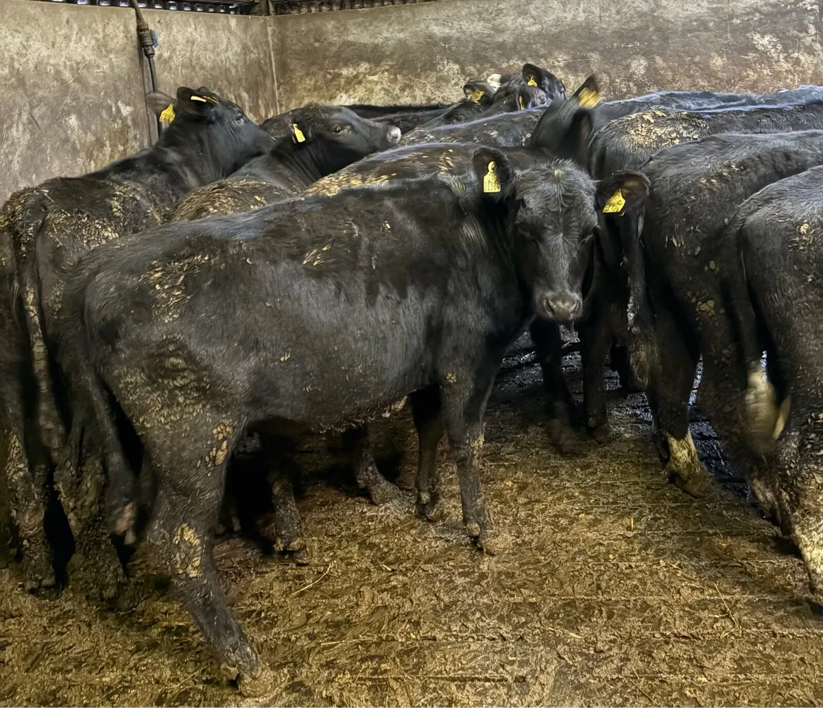 Angus and Hereford Heifers - Image 2