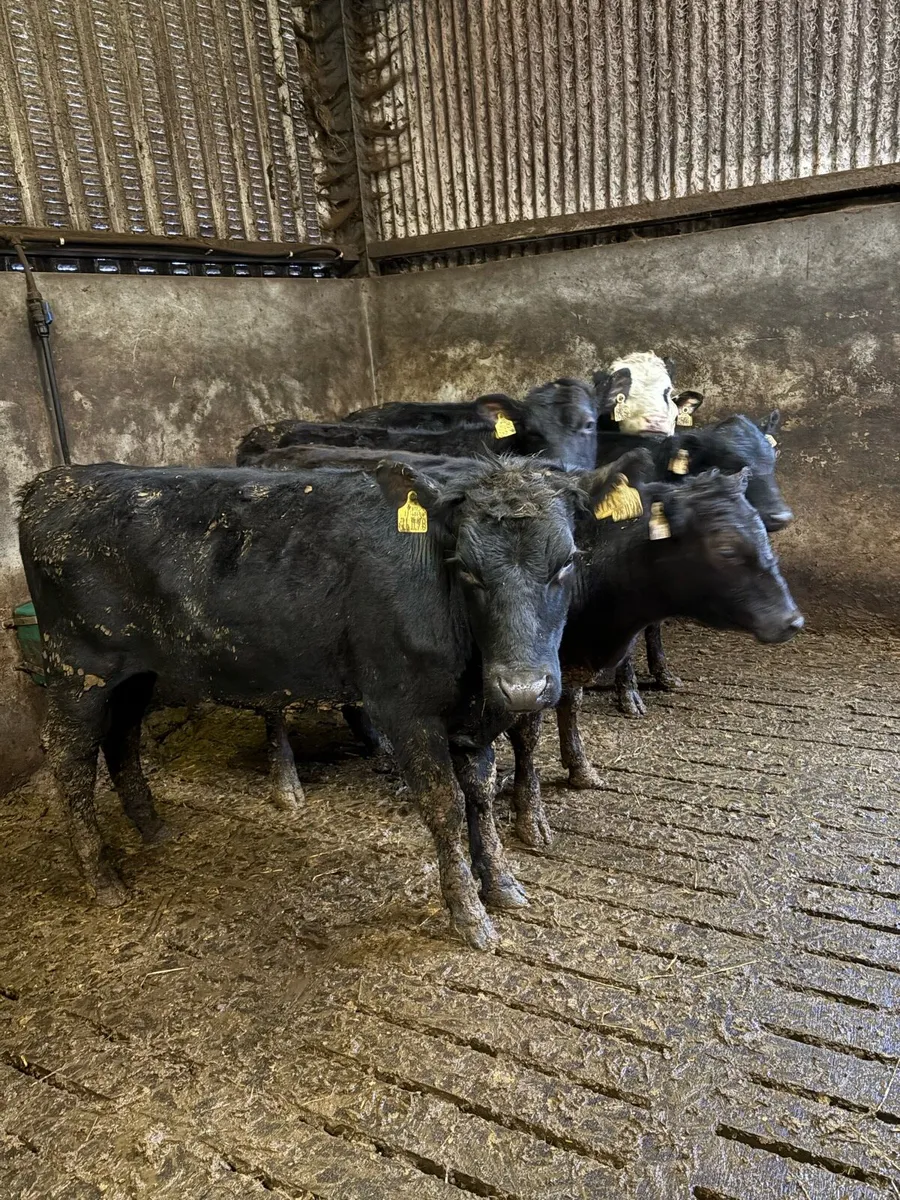 Angus and Hereford Heifers - Image 3