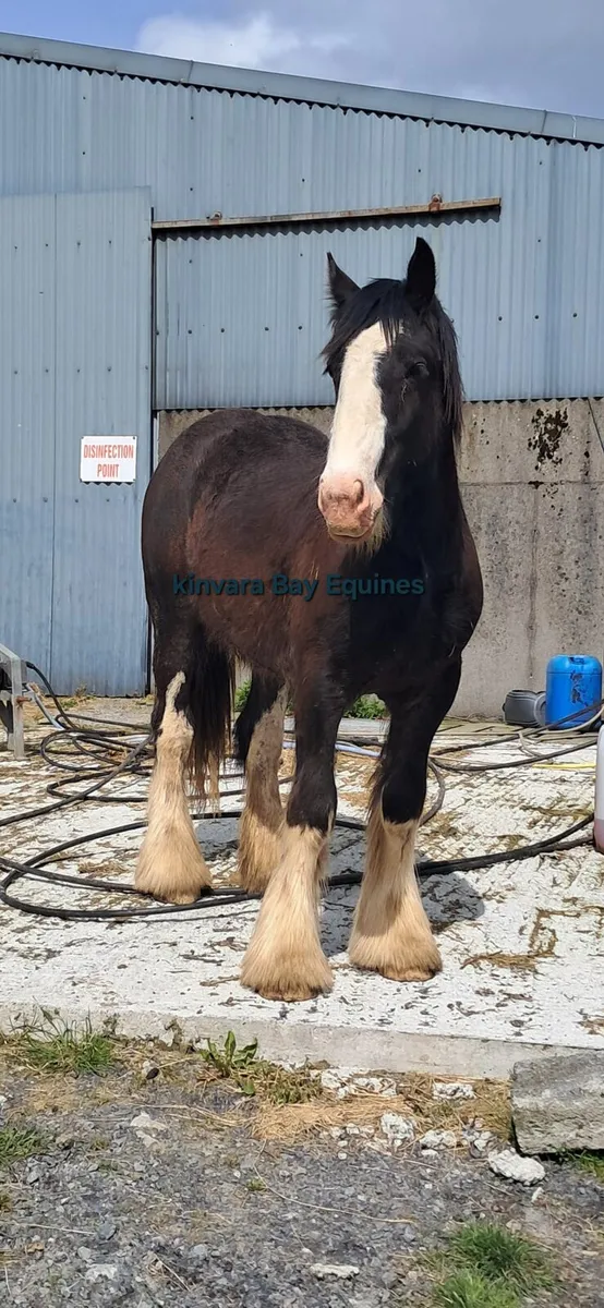 COLT 15HH, 2 YR OLD - Image 2