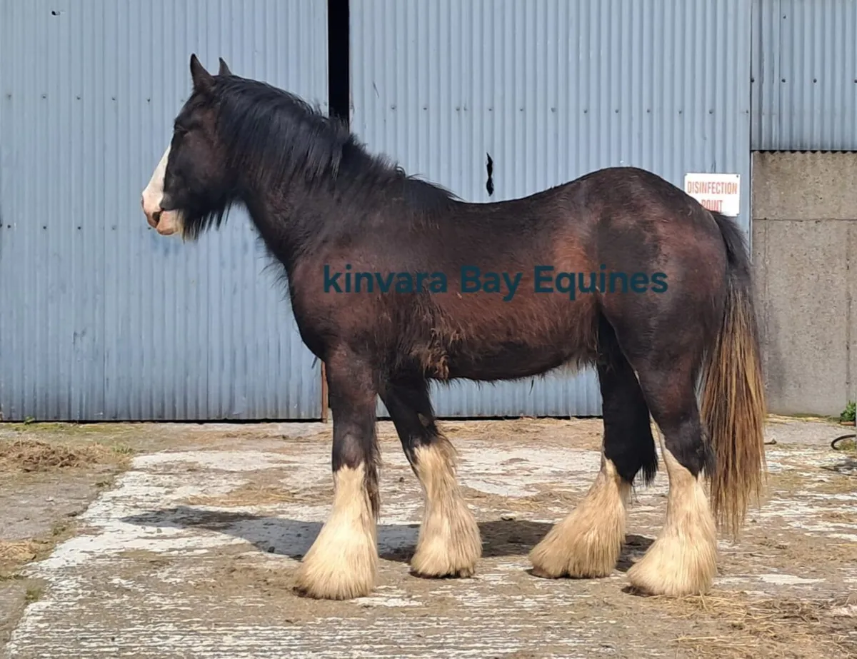 COLT 15HH, 2 YR OLD - Image 1