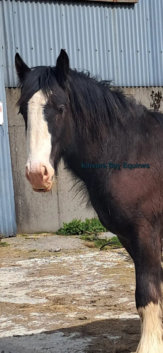 COLT 15HH, 2 YR OLD - Image 3