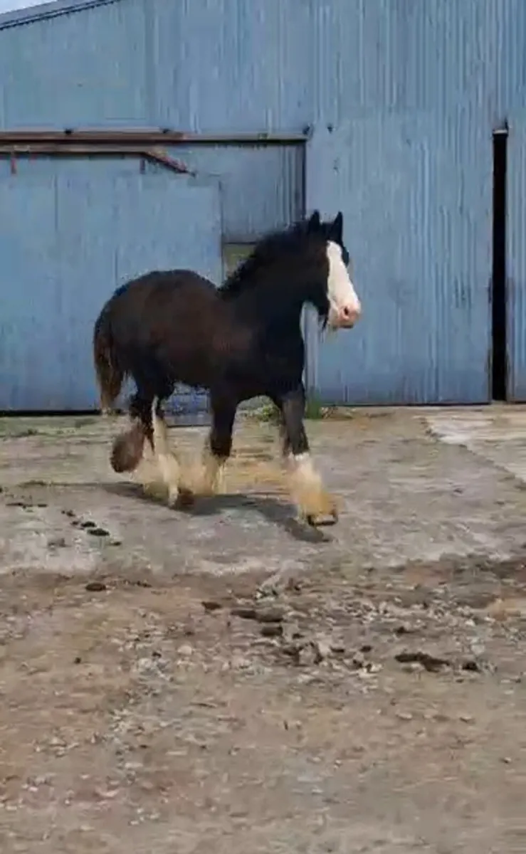 COLT 15HH, 2 YR OLD - Image 4