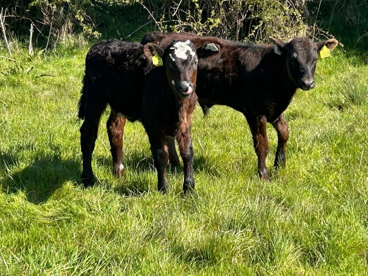 5 first calved heifers with strong calf’s - Image 2