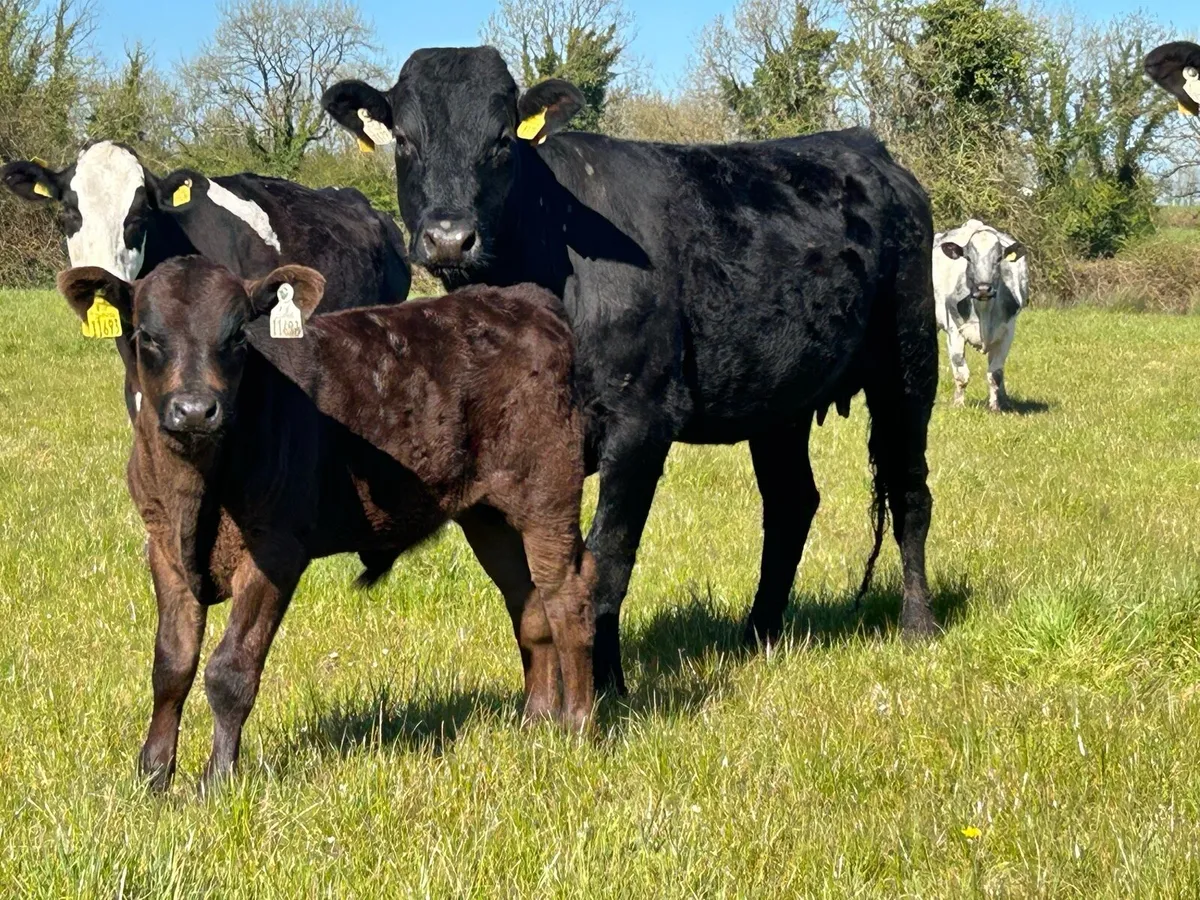 5 first calved heifers with strong calf’s - Image 1