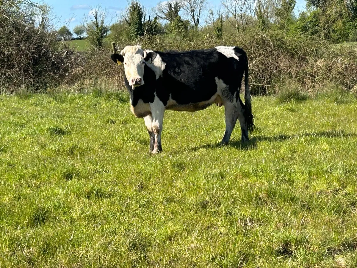 5 first calved heifers with strong calf’s - Image 3
