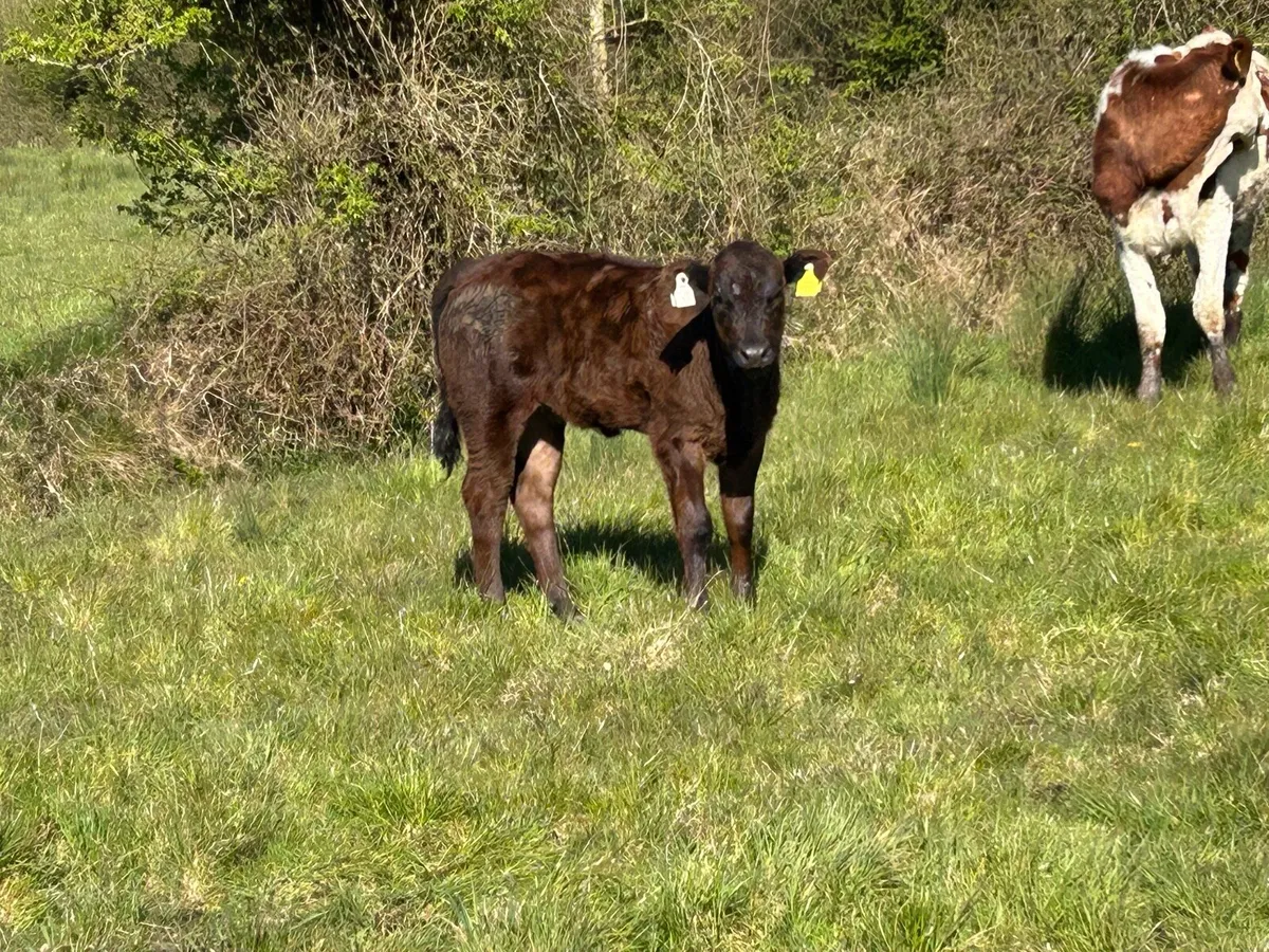 5 first calved heifers with strong calf’s - Image 4
