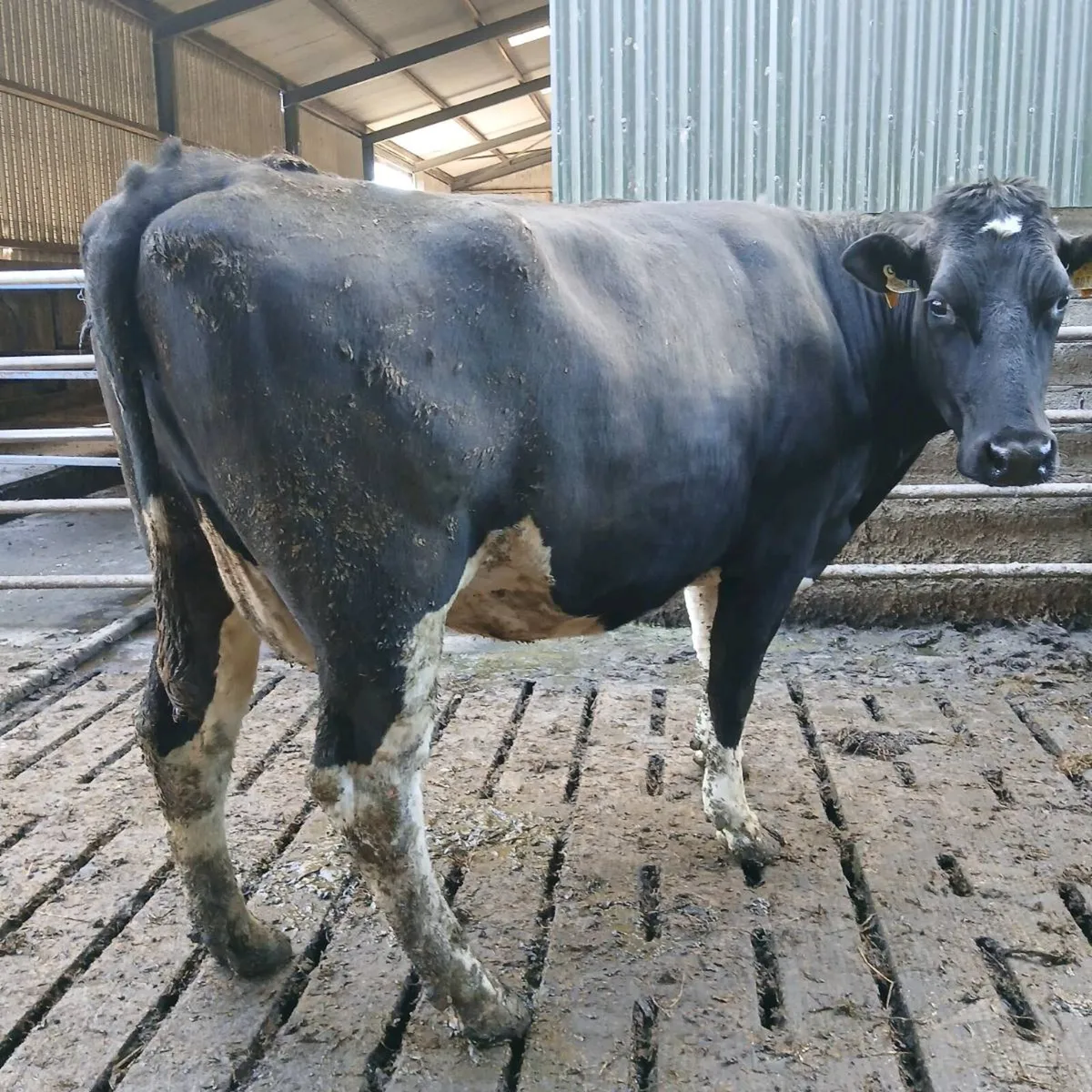 3 big Dairy cows incalf to AI - Image 1