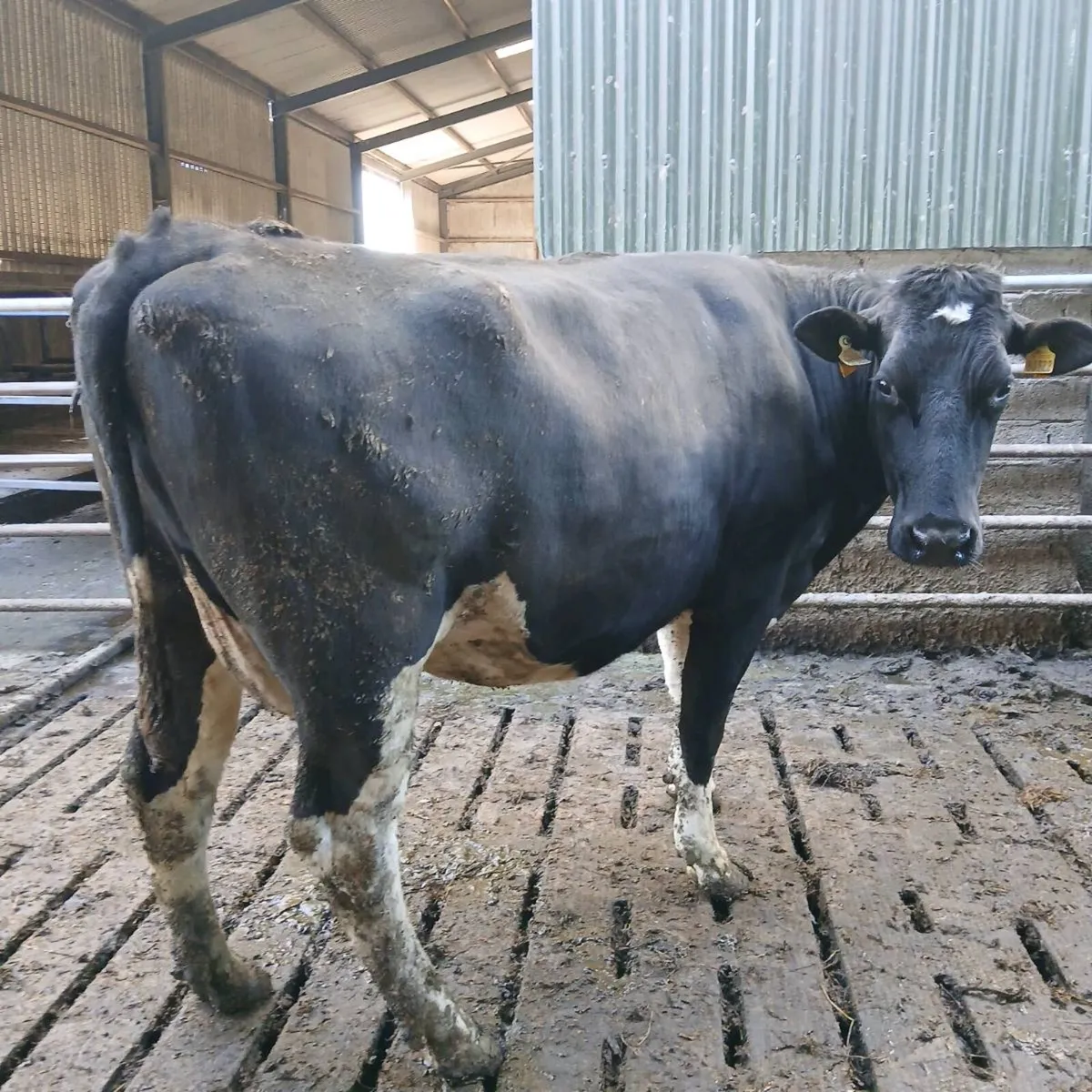 3 big Dairy cows incalf to AI - Image 2