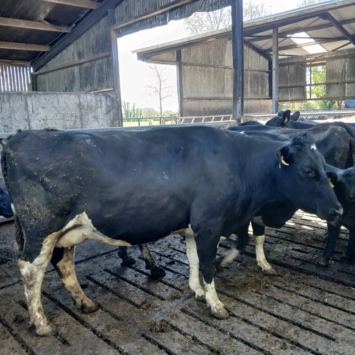 3 big Dairy cows incalf to AI - Image 3