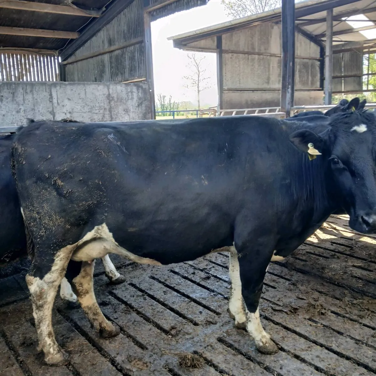 3 big Dairy cows incalf to AI - Image 4