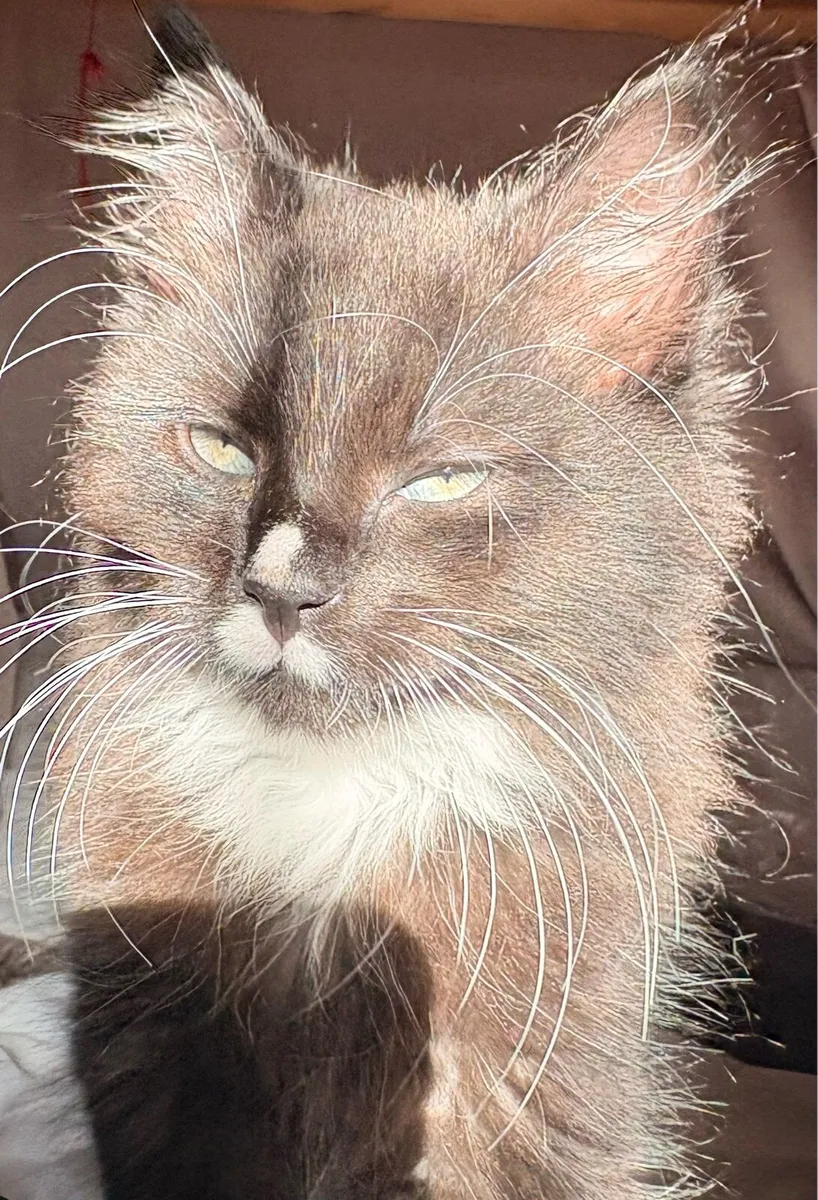 Cross Maine Coon Kitten, On Hold for Viewing - Image 2