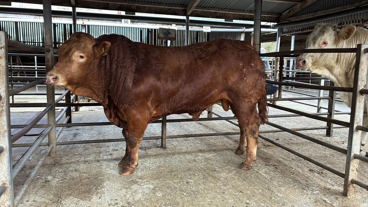 Pedigree limousine 💥Manorhamilton mart 20/4/26 - Image 4
