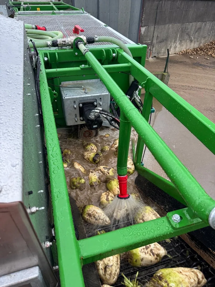 Beet for pitting - Image 2