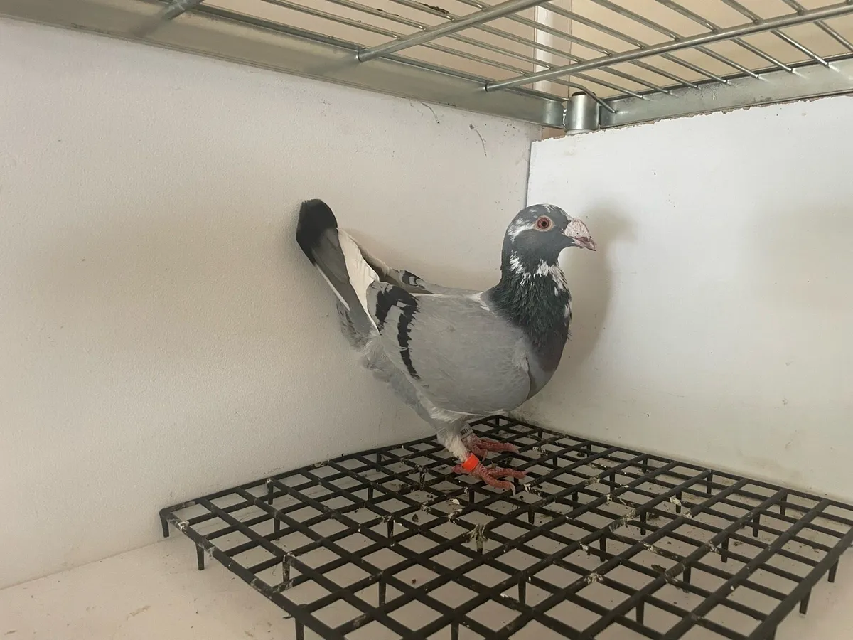 Pigeons - Image 3
